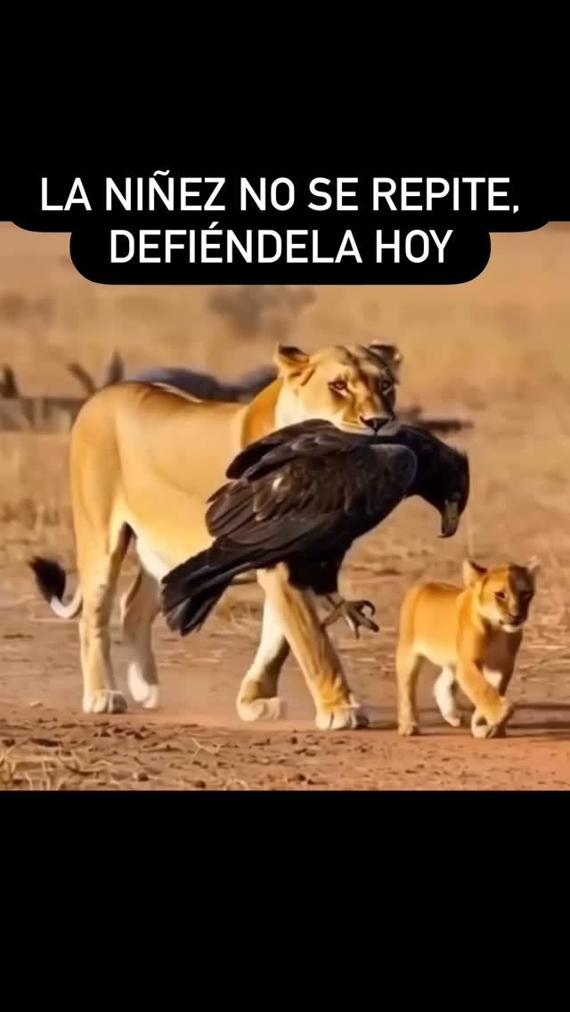 Así como la leona no duda en defender a …